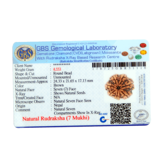 7 Mukhi Rudraksha Size: 24.33mm (Certified) image