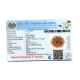 7 Mukhi Rudraksha Size: 24.33mm (Certified) image