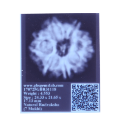 7 Mukhi Rudraksha Size: 24.33 mm (Certified)