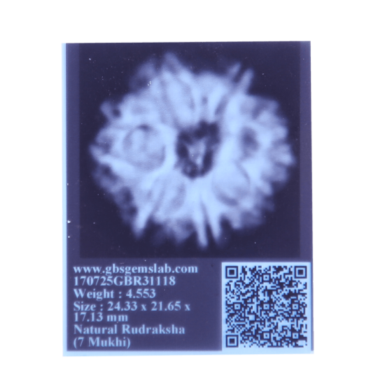 7 Mukhi Rudraksha Size: 24.33mm (Certified) image