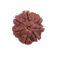 7 Mukhi Rudraksha Size: 26.12 mm (Certified)