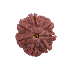 7 Mukhi Rudraksha Size: 26.12 mm (Certified)