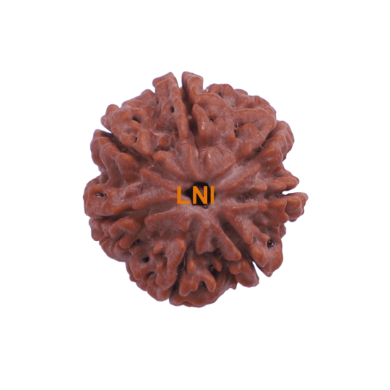 7 Mukhi Rudraksha Size: 22.70 mm (Certified) image