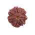 7 Mukhi Rudraksha Size: 26.12 mm (Certified)