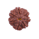 7 Mukhi Rudraksha Size: 22.70 mm (Certified) image