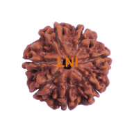 7 Mukhi Rudraksha Size: 26.30 mm (Certified)