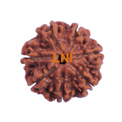 7 Mukhi Rudraksha Size: 26.30 mm (Certified)