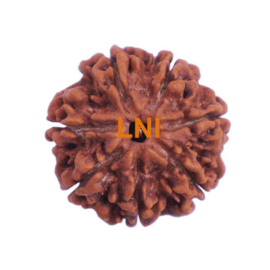 7 Mukhi Rudraksha Size: 25.44 mm (Certified)(7 Seeds in X-ray) Rudraksha, 7 Mukhi Rudraksha, 7 Mukhi Rudraksha from Nepal image