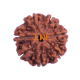 7 Mukhi Rudraksha Size: 25.44 mm (Certified)(7 Seeds in X-ray) Rudraksha, 7 Mukhi Rudraksha, 7 Mukhi Rudraksha from Nepal image