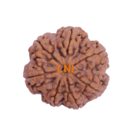 7 Mukhi Rudraksha Size: 26.33 mm (Certified)