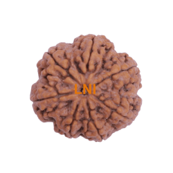 7 Mukhi Rudraksha Size: 26.33 mm (Certified)