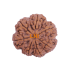 7 Mukhi Rudraksha Size: 26.33 mm (Certified)