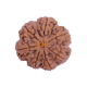 7 Mukhi Rudraksha Size: 24.88 mm