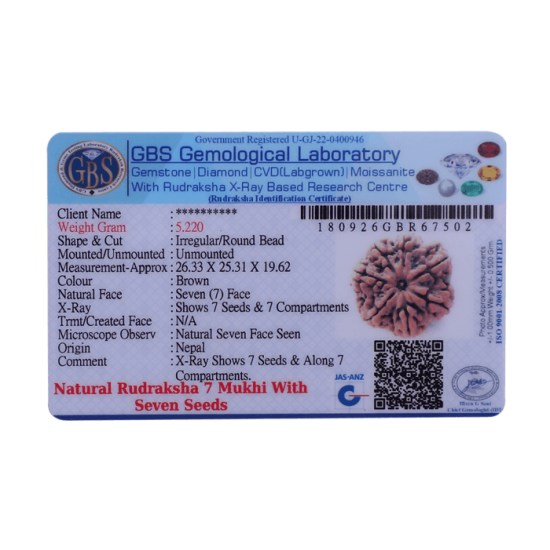 7 Mukhi Rudraksha Size: 24.88 mm
