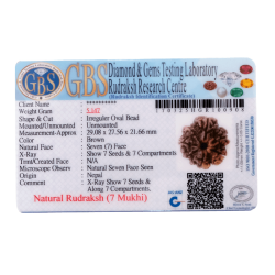 7 Mukhi Rudraksha Size: 29.08mm (Certified)
