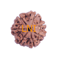 7 Mukhi Rudraksha Size: 22.22 mm (Certified)