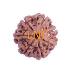 7 Mukhi Rudraksha Size: 22.22 mm (Certified)