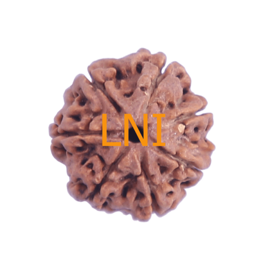 7 Mukhi Rudraksha Size: 25.44 mm (Certified)(7 Seeds in X-ray) Rudraksha, 7 Mukhi Rudraksha, 7 Mukhi Rudraksha from Nepal image