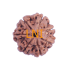 7 Mukhi Rudraksha Size: 22.22 mm (Certified)