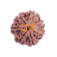 7 Mukhi Rudraksha Size: 25.44 mm (Certified)(7 Seeds in X-ray) Rudraksha, 7 Mukhi Rudraksha, 7 Mukhi Rudraksha from Nepal image