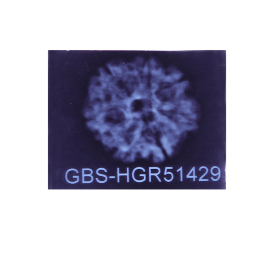 7 Mukhi Rudraksha Size: 25.44 mm (Certified)(7 Seeds in X-ray) Rudraksha, 7 Mukhi Rudraksha, 7 Mukhi Rudraksha from Nepal image