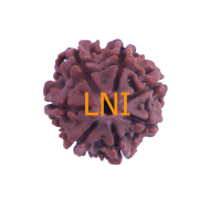 7 Mukhi Rudraksha Size: 22.26 mm (Certified)