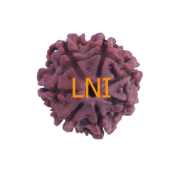7 Mukhi Rudraksha Size: 22.26 mm (Certified)