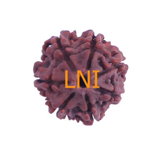 7 Mukhi Rudraksha Size: 28.30 mm (Certified)(7 Seeds in X-ray) image