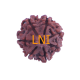 7 Mukhi Rudraksha Size: 28.30 mm (Certified)(7 Seeds in X-ray) image