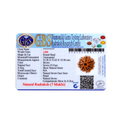 7 Mukhi Rudraksha Size: 22.26 mm (Certified)