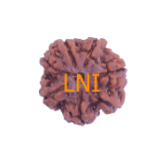 7 Mukhi Rudraksha Size: 22.34 mm (Certified)