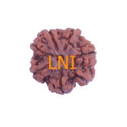 7 Mukhi Rudraksha Size: 22.34 mm (Certified)