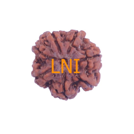 7 Mukhi Rudraksha Size: 22.85 mm (Certified) Rudraksha, 7 Mukhi Rudraksha, 7 Mukhi Rudraksha from Nepal image