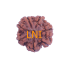 7 Mukhi Rudraksha Size: 22.34 mm (Certified)
