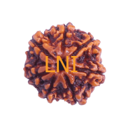 7 Mukhi Rudraksha Size: 22.50 mm (Certified)