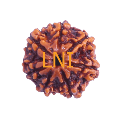 7 Mukhi Rudraksha Size: 22.50 mm (Certified)