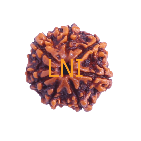 7 Mukhi Rudraksha Size: 22.53 mm (Certified) Rudraksha, 7 Mukhi Rudraksha, 7 Mukhi Rudraksha from Nepal image
