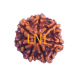 7 Mukhi Rudraksha Size: 22.53 mm (Certified) Rudraksha, 7 Mukhi Rudraksha, 7 Mukhi Rudraksha from Nepal image