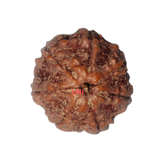 7 Mukhi Rudraksha Size: 22.51 mm (Certified) image