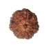7 Mukhi Rudraksha Size: 22.51 mm (Certified)