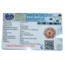 7 Mukhi Rudraksha Size: 22.51 mm (Certified)