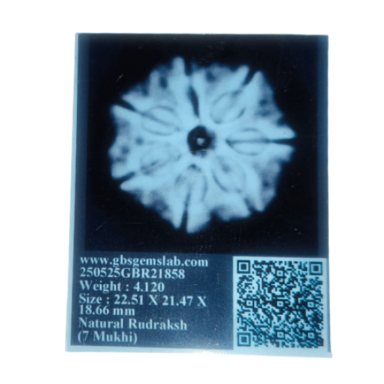 7 Mukhi Rudraksha Size: 22.51 mm (Certified) image