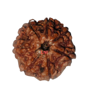 7 Mukhi Rudraksha Size: 22.53 mm (Certified)