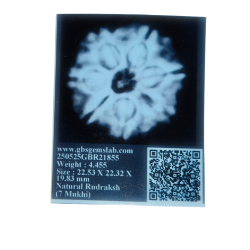 7 Mukhi Rudraksha Size: 22.53 mm (Certified)