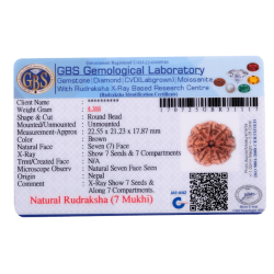 7 Mukhi Rudraksha Size: 22.55mm (Certified)