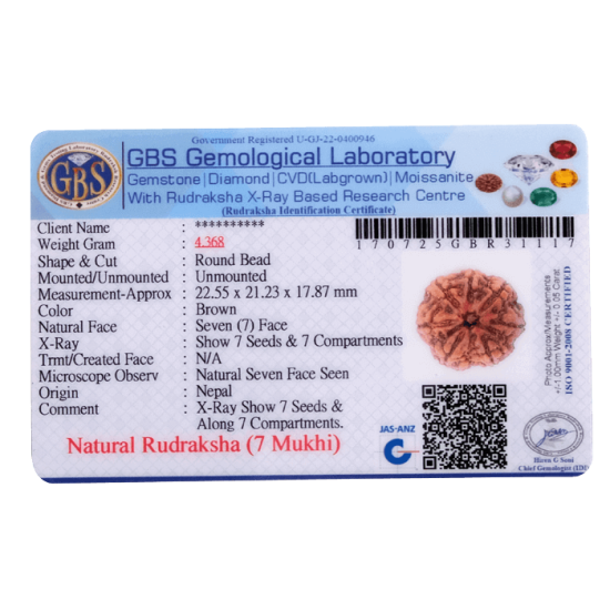 7 Mukhi Rudraksha Size: 22.55 mm (Certified) image