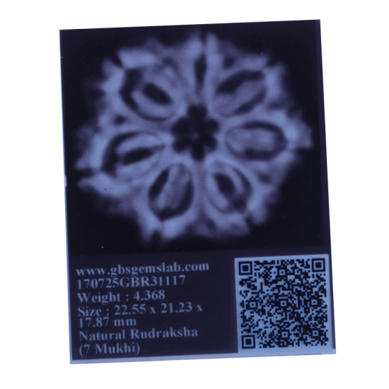 7 Mukhi Rudraksha Size: 22.55 mm (Certified) image