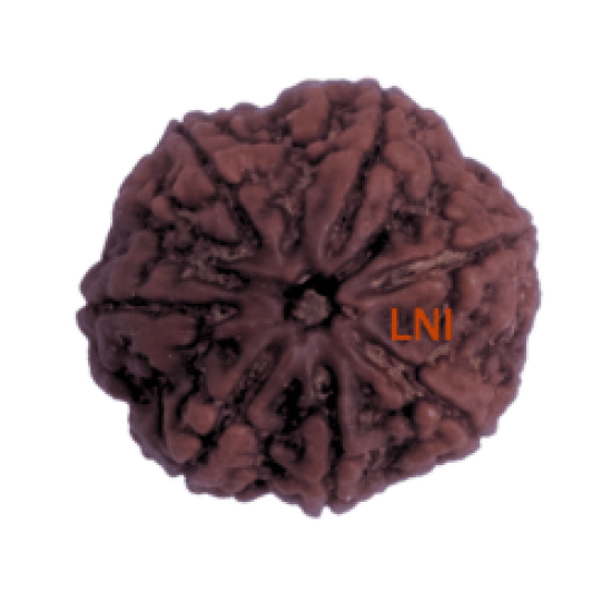 7 Mukhi Rudraksha Size: 22.55 mm (Certified) image