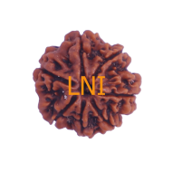 7 Mukhi Rudraksha Size: 22.70 mm (Certified)