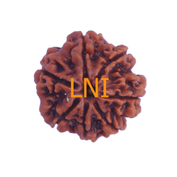 7 Mukhi Rudraksha Size: 22.70 mm (Certified)